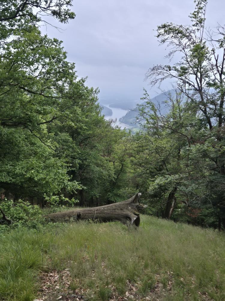 Herrenwald (32 Bildaufrufe)