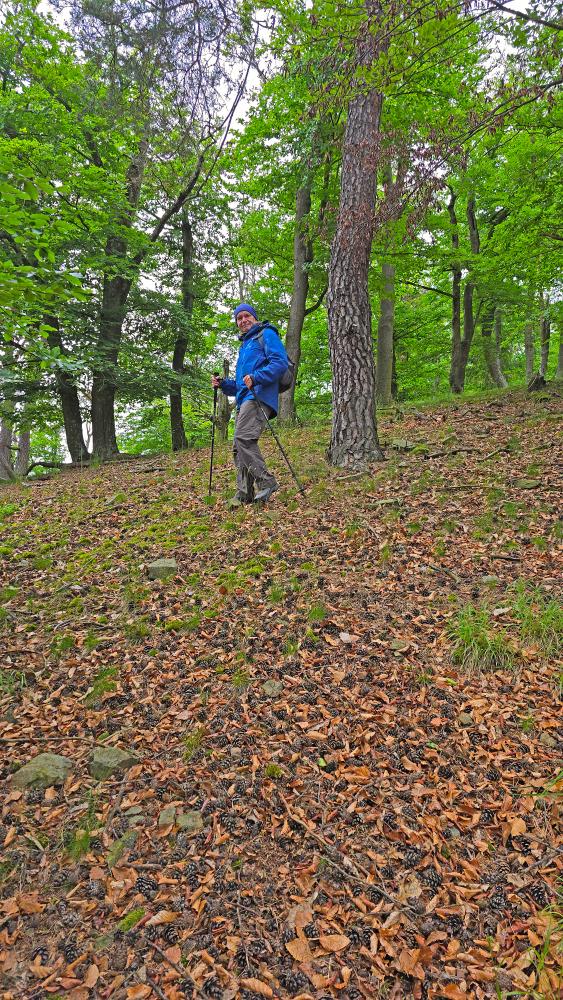 Herrenwald (25 Bildaufrufe)