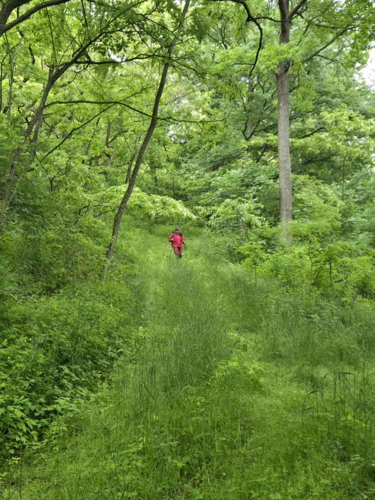 Herrenwald (26 Bildaufrufe)