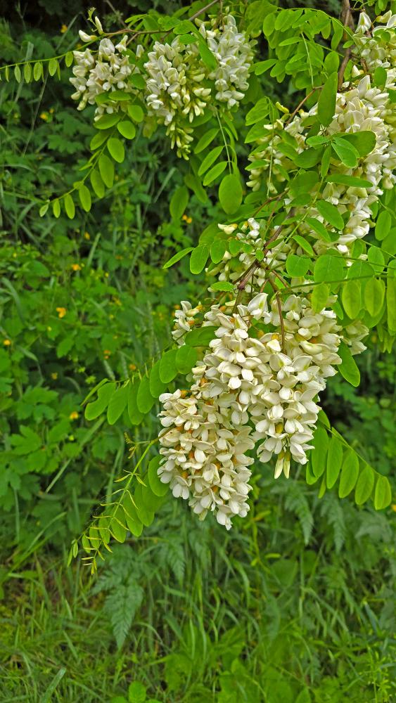 Herrenwald (25 Bildaufrufe)