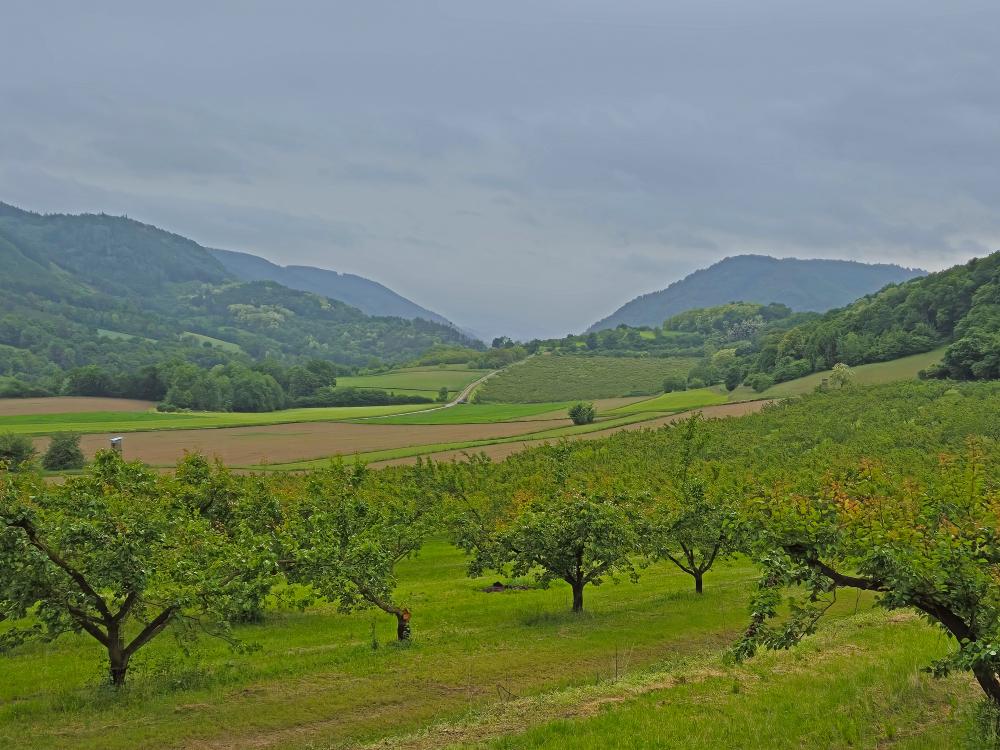 Herrenwald (20 Bildaufrufe)