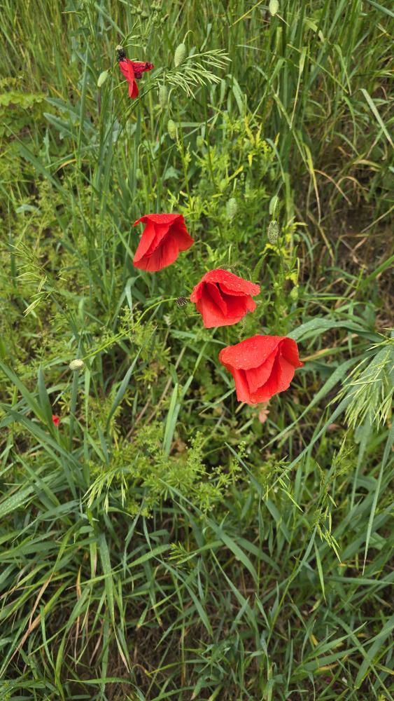 Herrenwald (30 Bildaufrufe)
