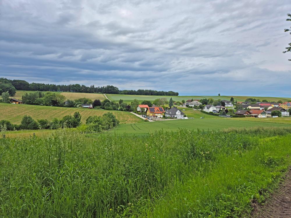 Im Hochholz (12 Bildaufrufe)