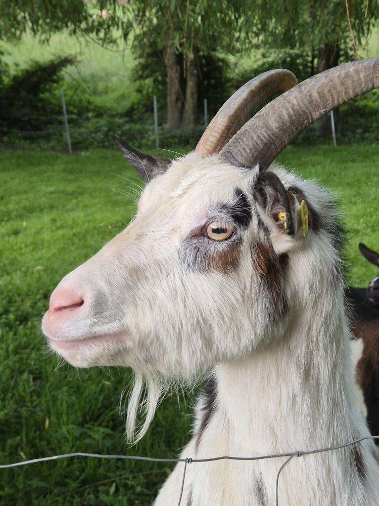 Im Hochholz (38 Bildaufrufe)