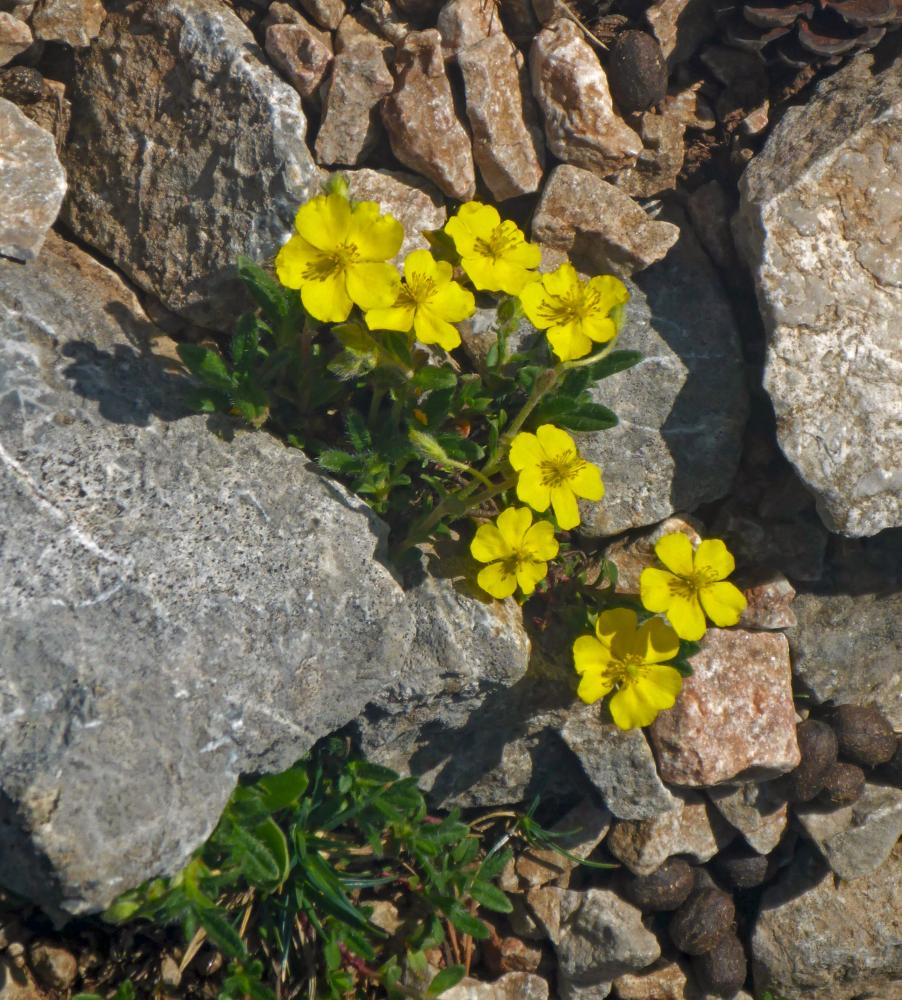 Schneeberg (65 Bildaufrufe)