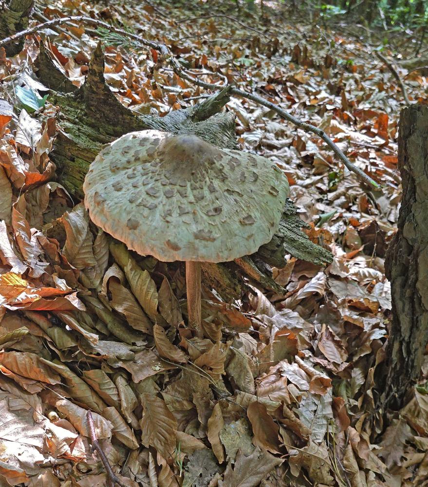 Eichberg (6 Bildaufrufe)