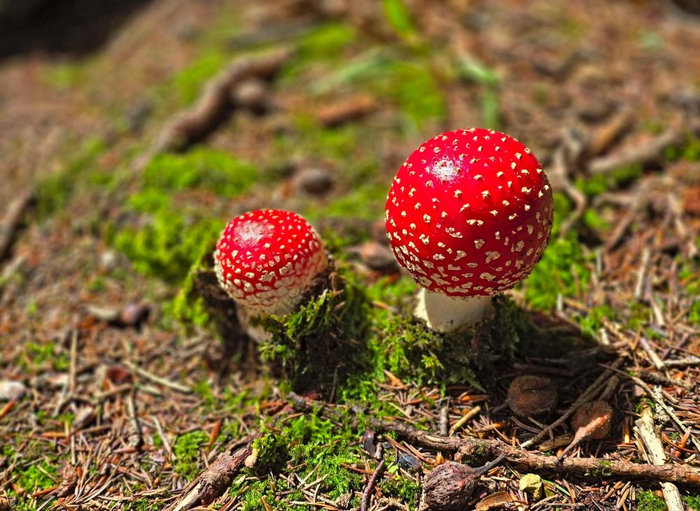 Hohenas (41 Bildaufrufe)