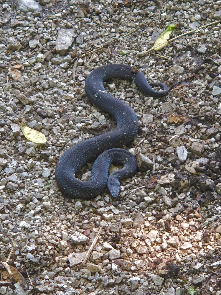 Hohenstein (42 Bildaufrufe)