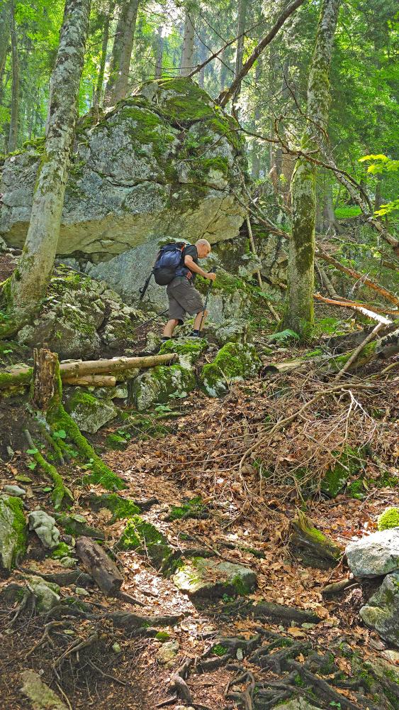 Sparber (42 Bildaufrufe)