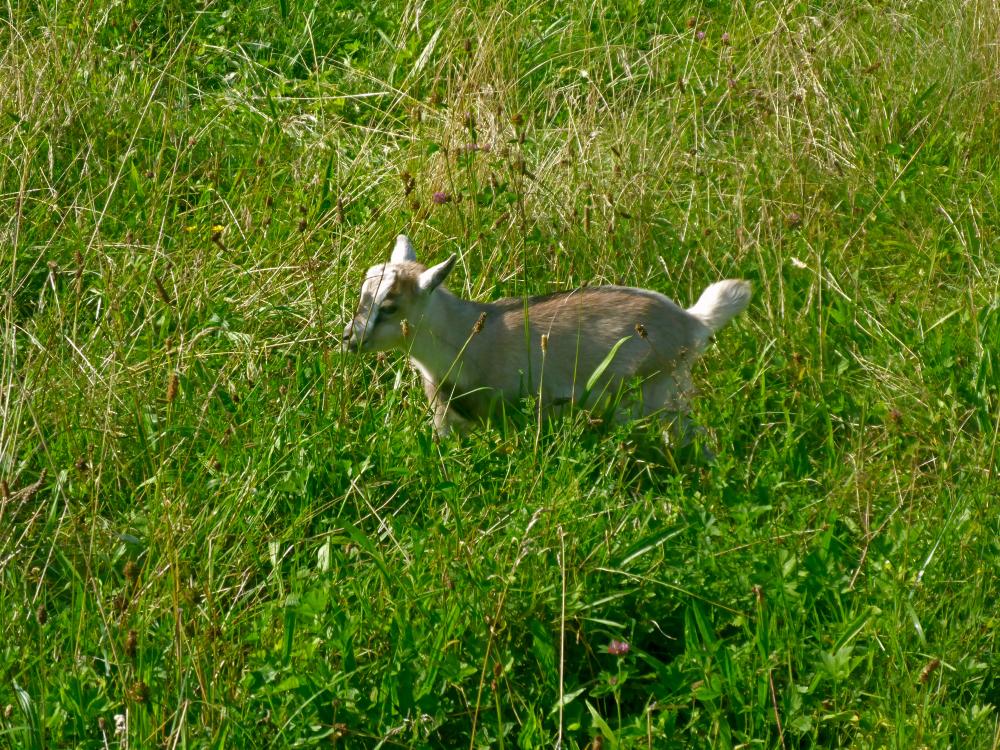 Sparber (38 Bildaufrufe)