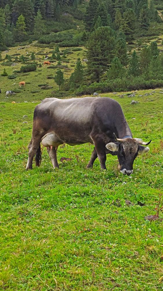 Gamskogel (40 Bildaufrufe)