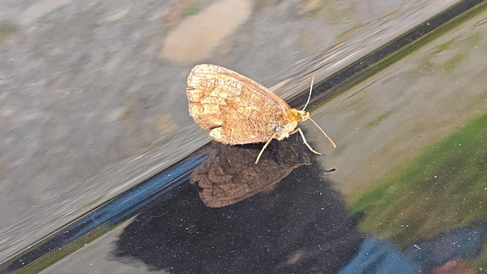 Weiße Spitze (45 Bildaufrufe)