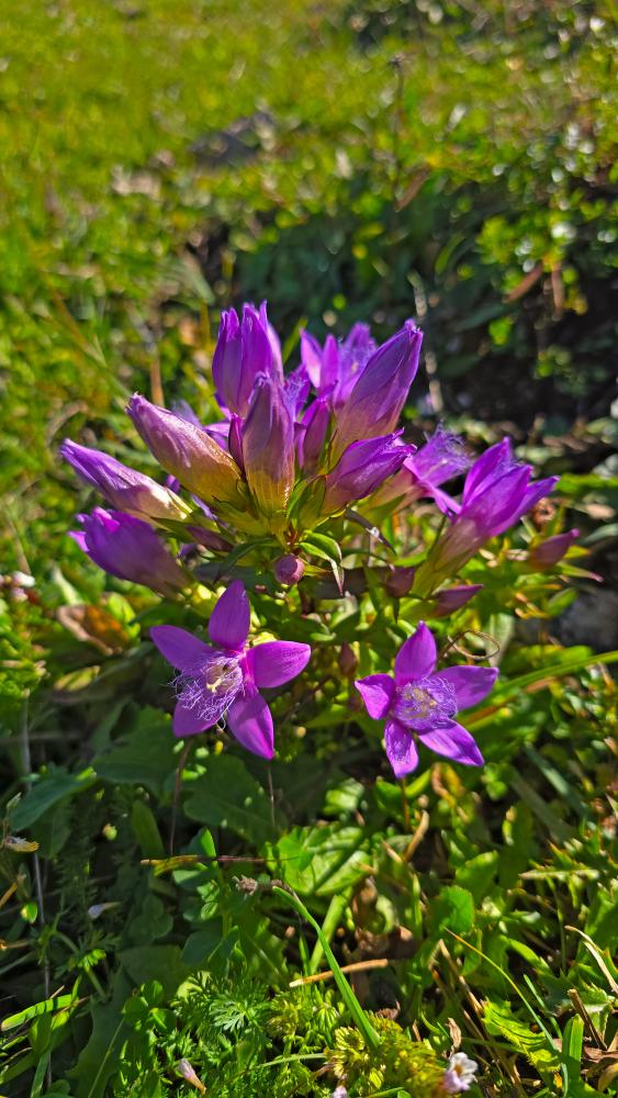 Almkogel (35 Bildaufrufe)