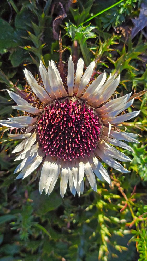 Almkogel (38 Bildaufrufe)