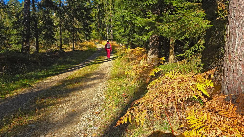 Silberne Birn (19 Bildaufrufe)