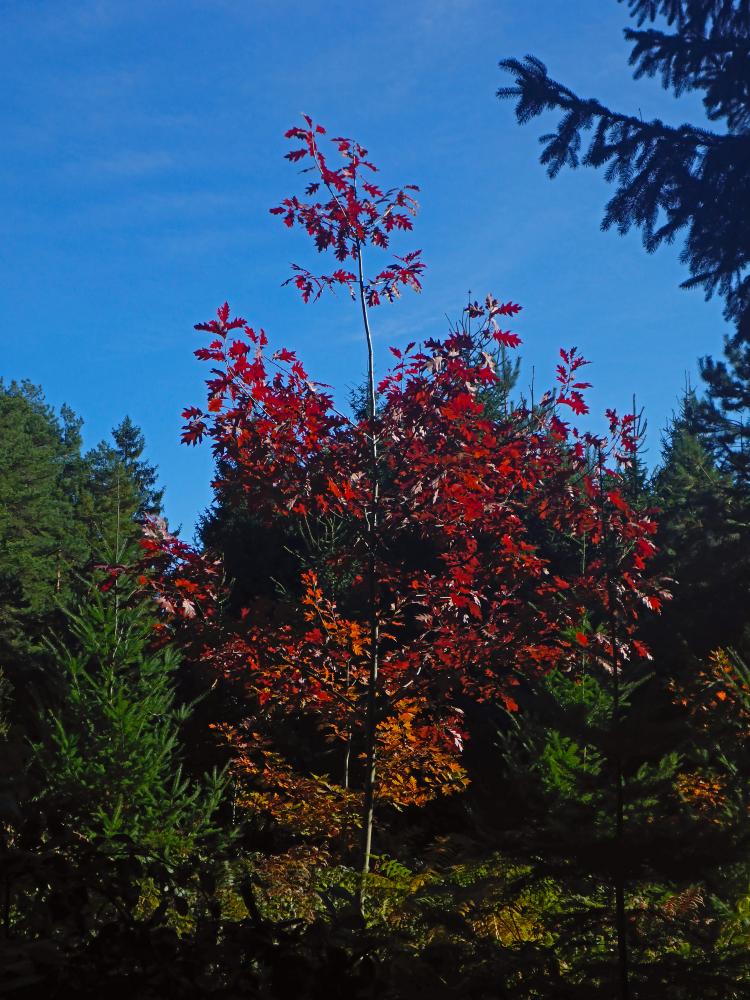 Silberne Birn (15 Bildaufrufe)