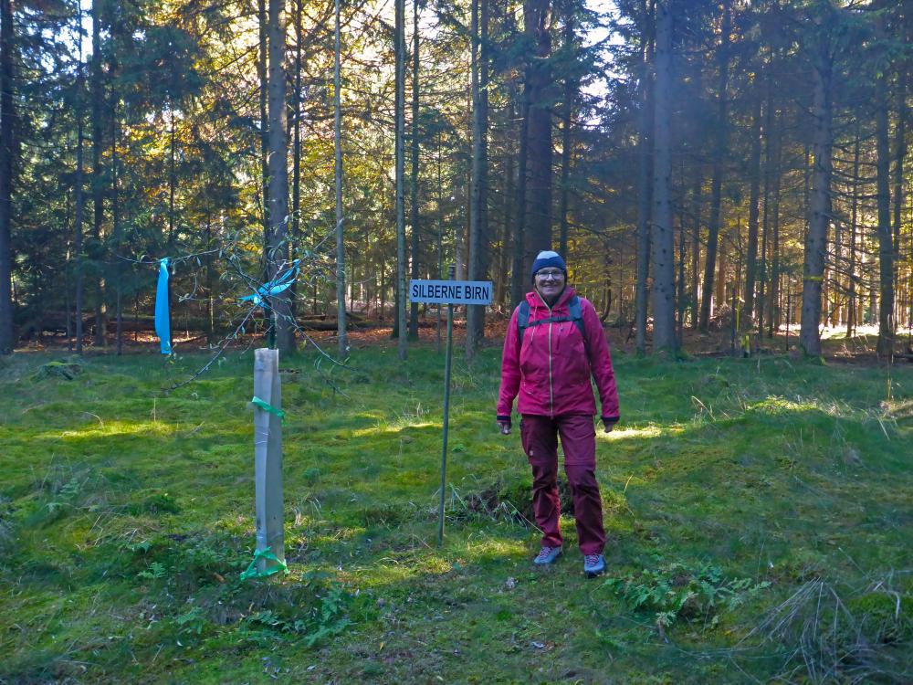 Silberne Birn (22 Bildaufrufe)