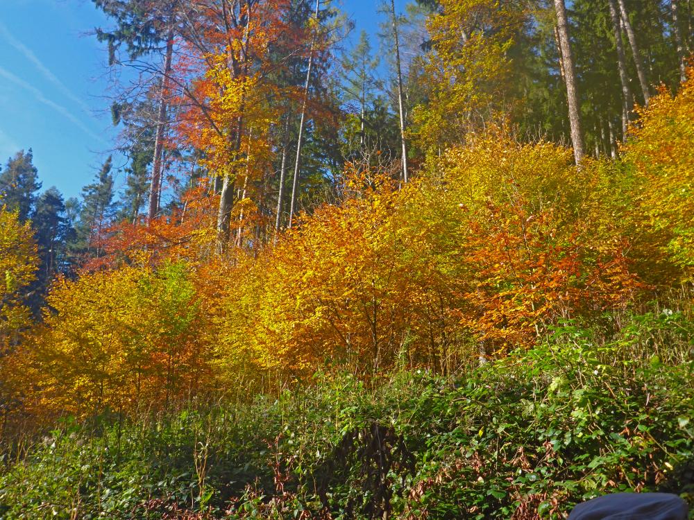 Rudolfshöhe (9 Bildaufrufe)