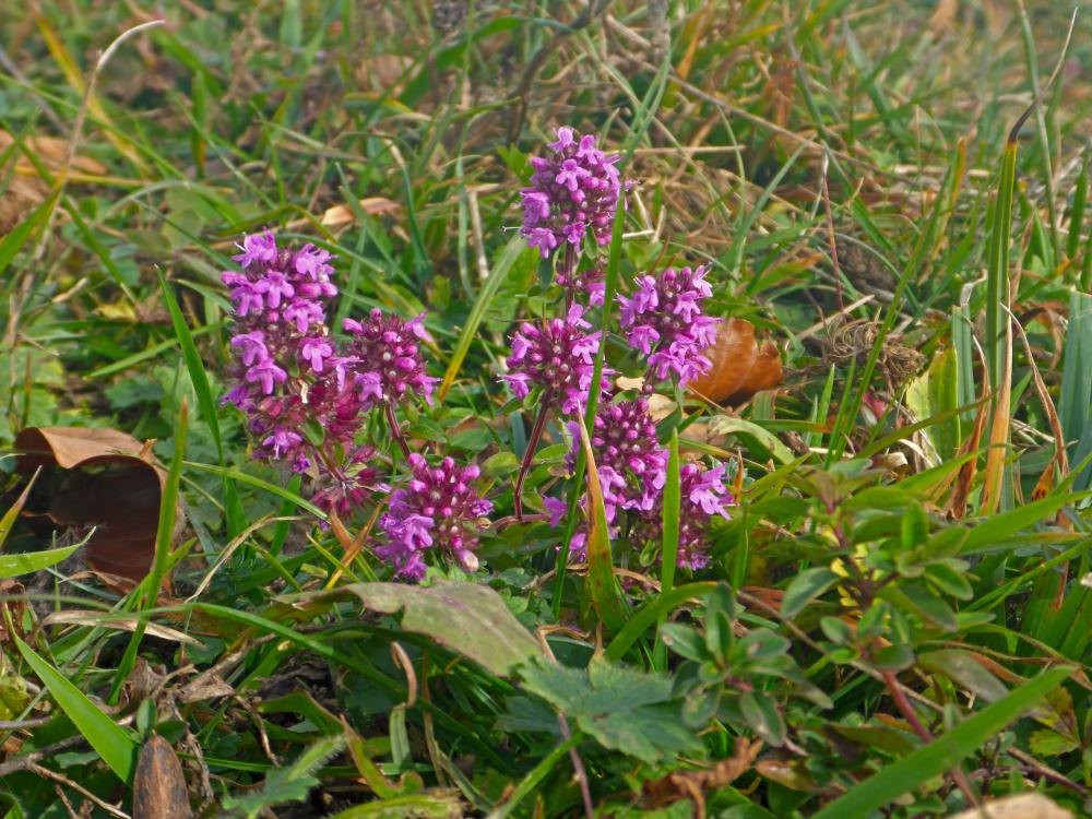 Frankenfelsberg (22 Bildaufrufe)