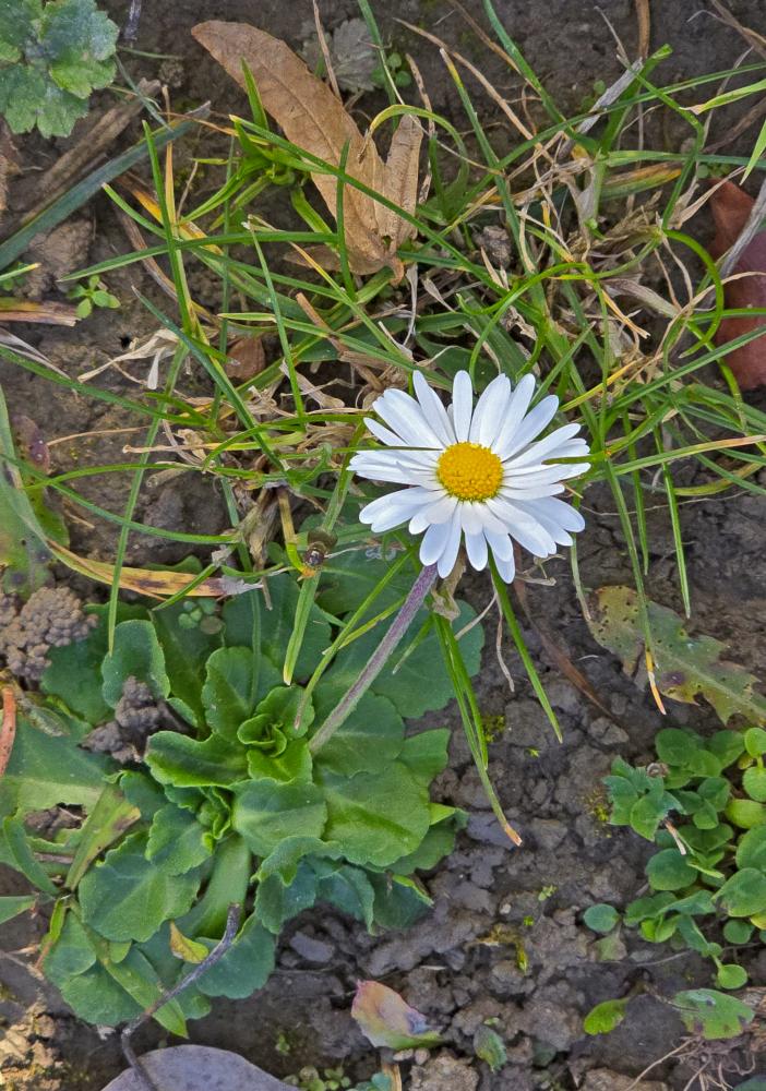 Fronberg (34 Bildaufrufe)