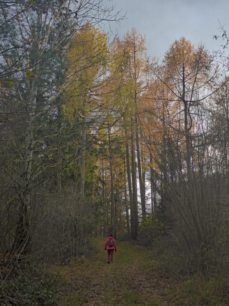 Wachtberg (31 Bildaufrufe)