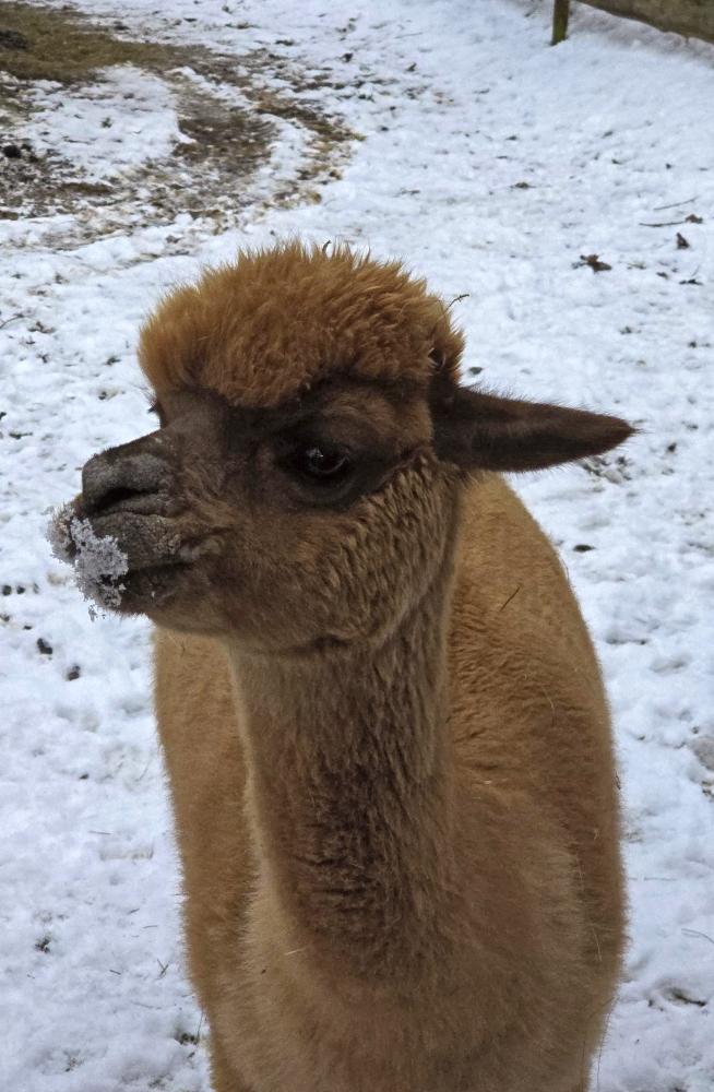 Ramsaukogel (31 Bildaufrufe)