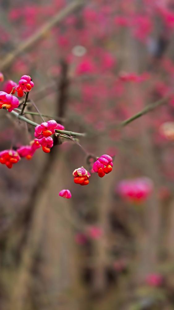 Reidlingberg (23 Bildaufrufe)