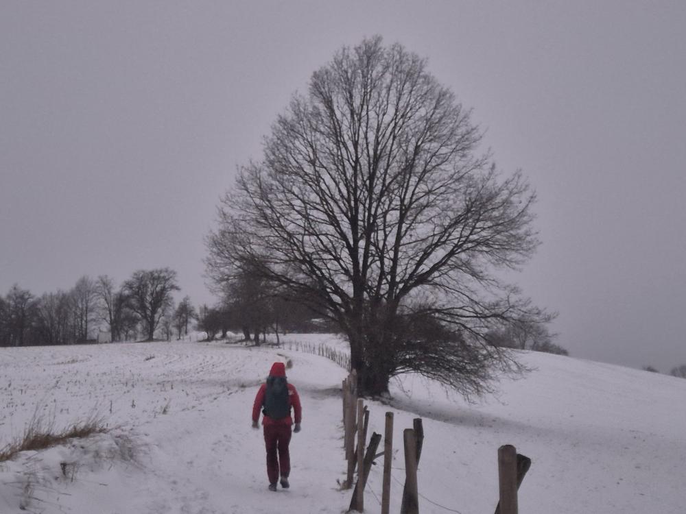 Kuhberg (33 Bildaufrufe)