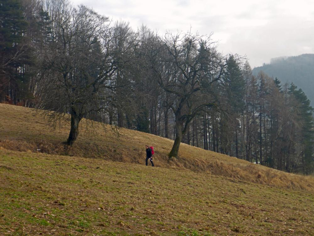 Gaisberg (42 Bildaufrufe)