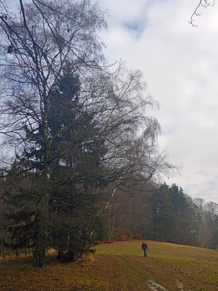 Gaisberg (49 Bildaufrufe)