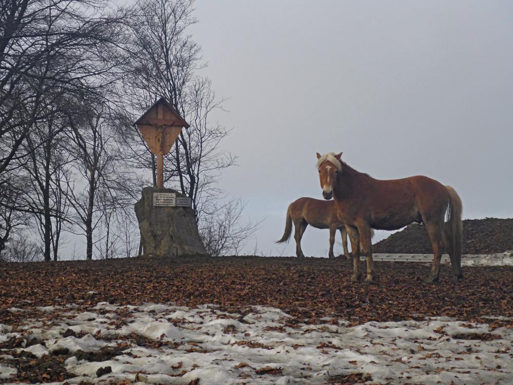 Gaisberg (35 Bildaufrufe)