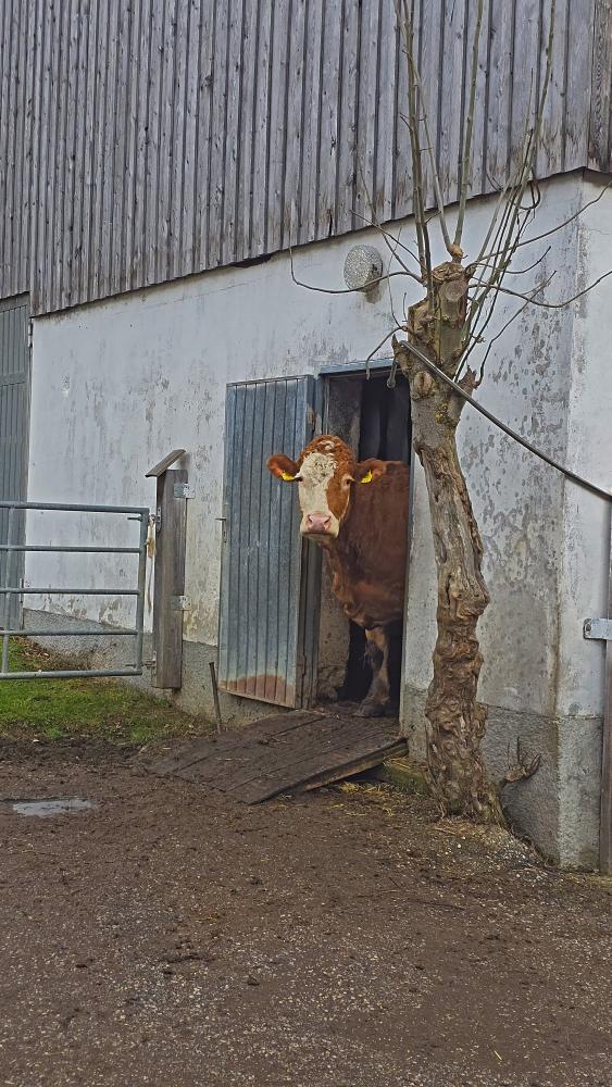 Kaiserkogel (27 Bildaufrufe)