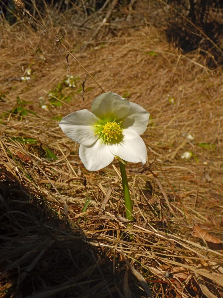 Tirolerkogel (32 Bildaufrufe)