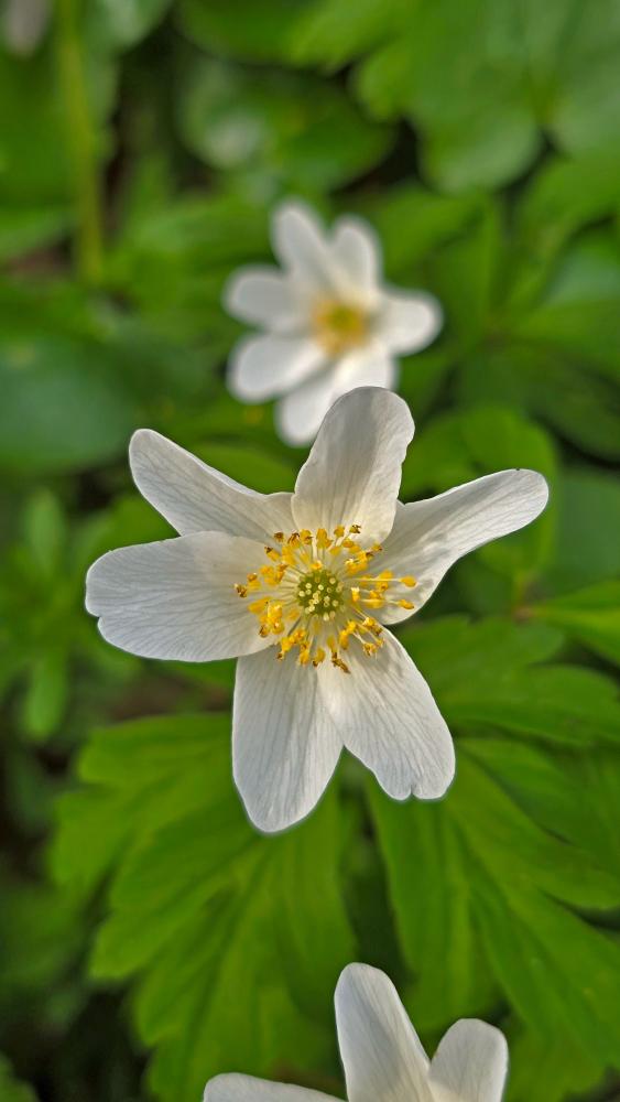 Rainberg (26 Bildaufrufe)