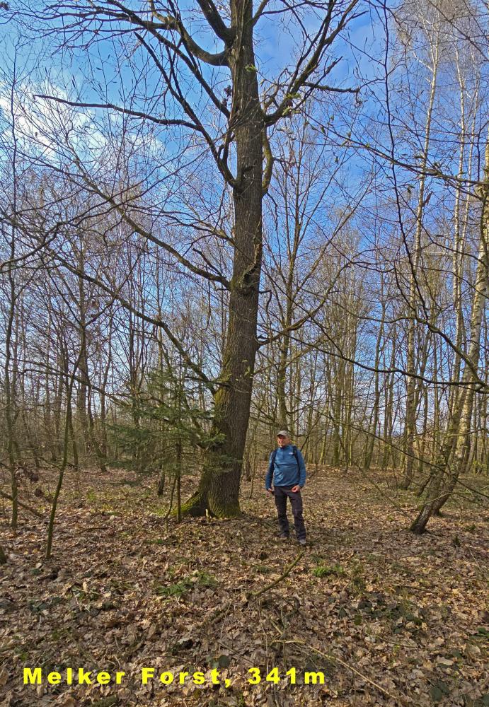 Rainberg (27 Bildaufrufe)