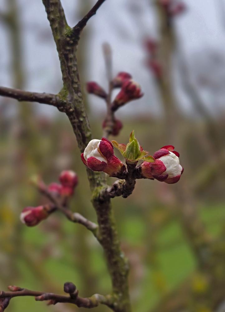 Kagelsberg (24 Bildaufrufe)