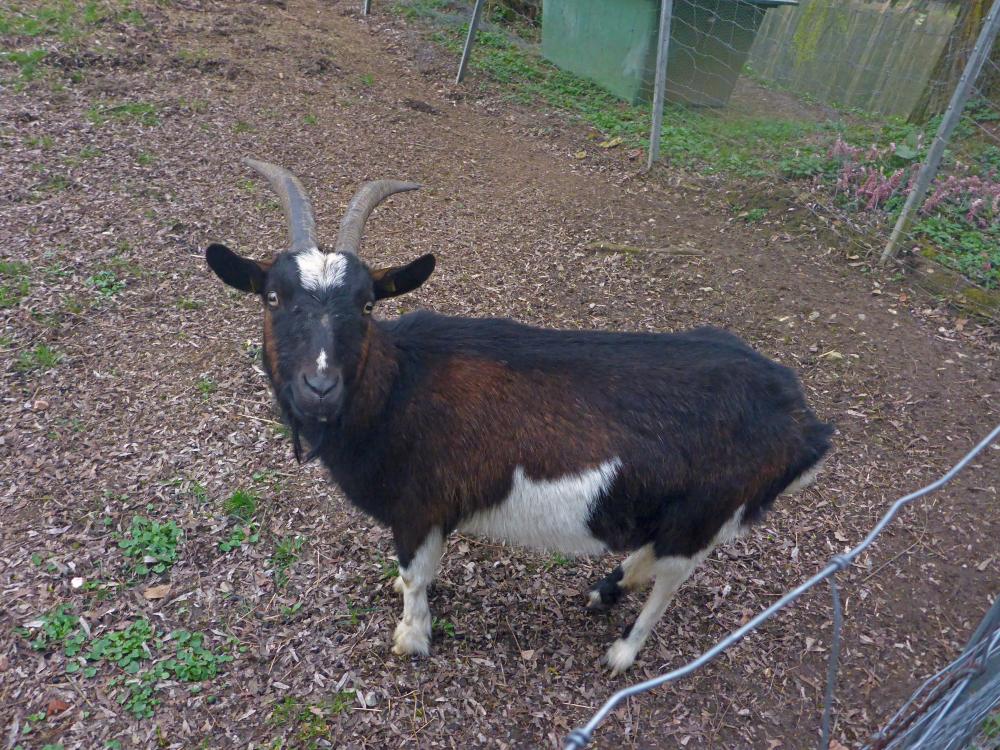 Edlitzberg (15 Bildaufrufe)