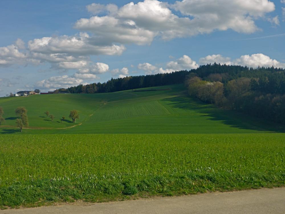 Forst am Berg (25 Bildaufrufe)