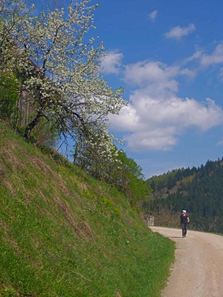 Hackstockloidl (26 Bildaufrufe)