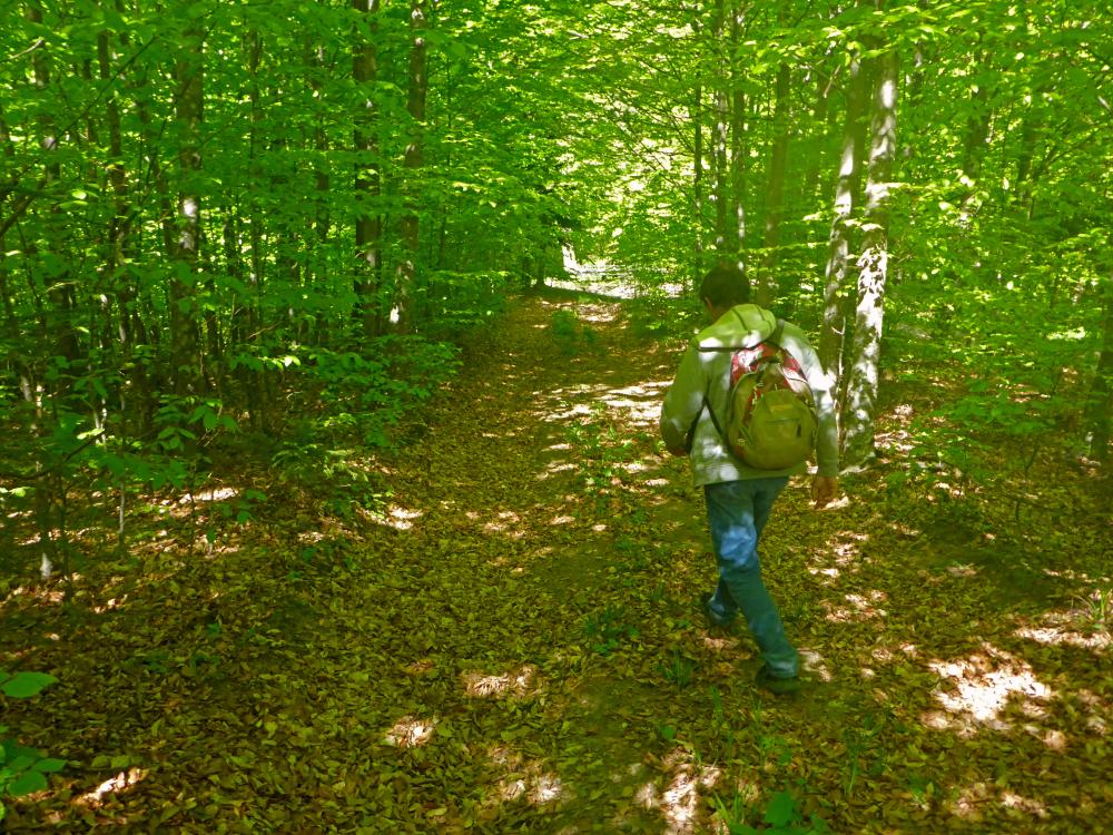 Michelbacherh&ouml;he (15 Bildaufrufe)