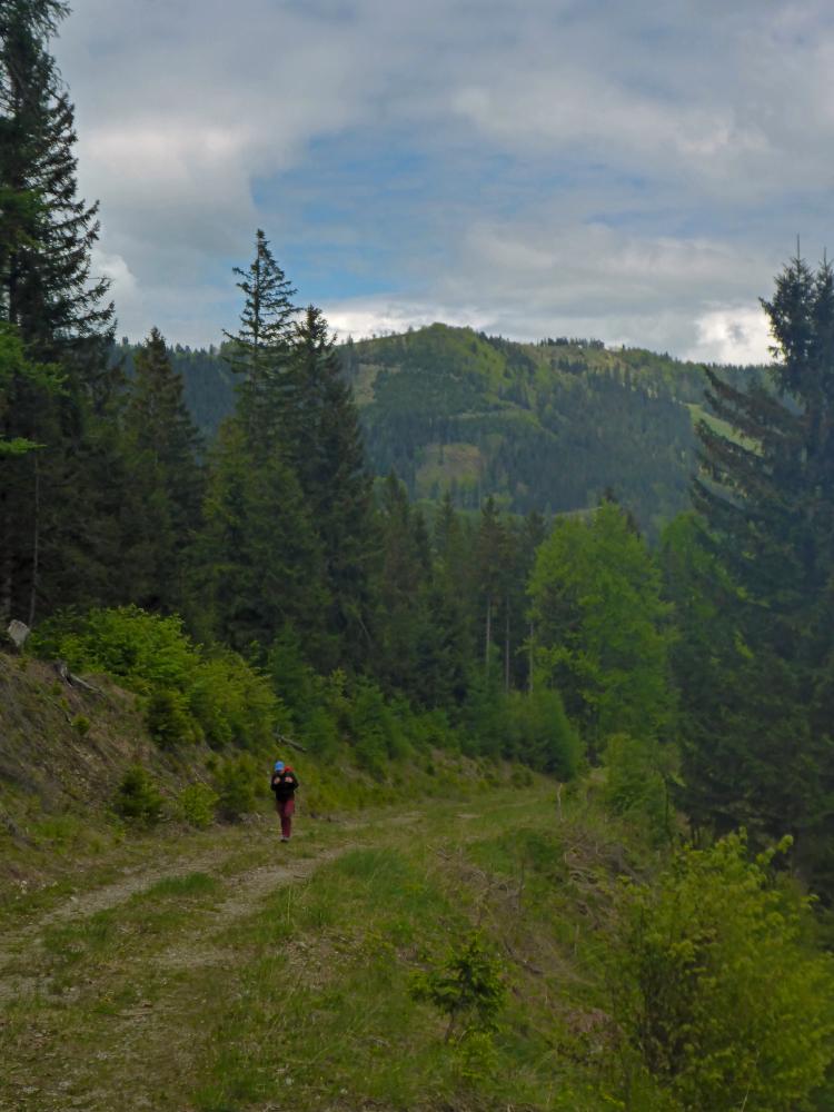 Moserkogel (31 Bildaufrufe)