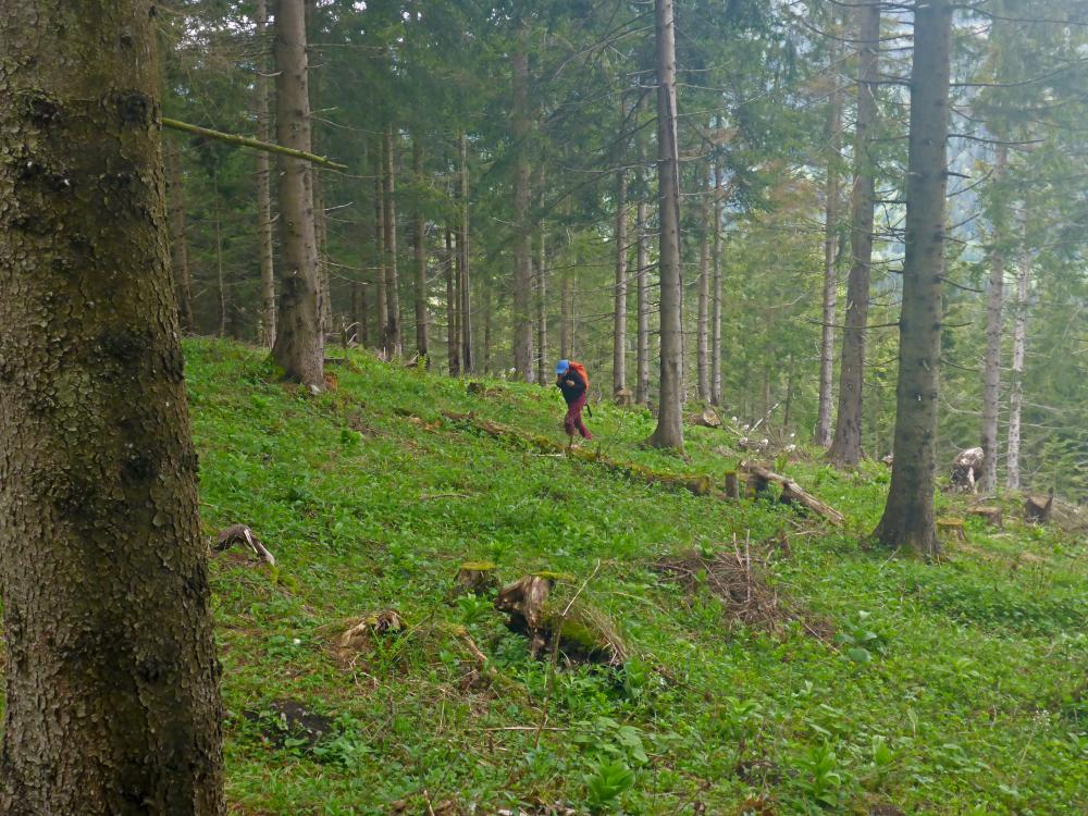 Moserkogel (33 Bildaufrufe)