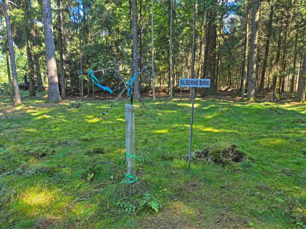 Silberne Birn (25 Bildaufrufe)