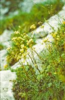 Bild 14 (230 Bildaufrufe)