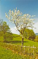 Bild 2 (262 Bildaufrufe)