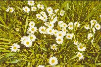 Bild 3 (343 Bildaufrufe)