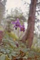 Bild 6 (293 Bildaufrufe)