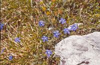 Sparafeld (269 Bildaufrufe)