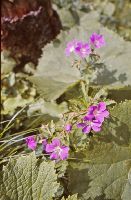 Bild 5 (314 Bildaufrufe)