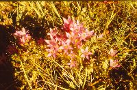 Bild 1 (258 Bildaufrufe)